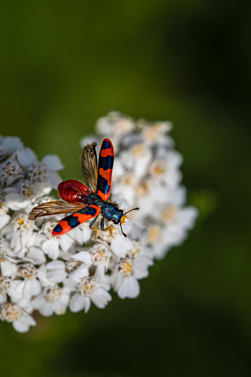 _66A7554-Bearbeitet.jpg