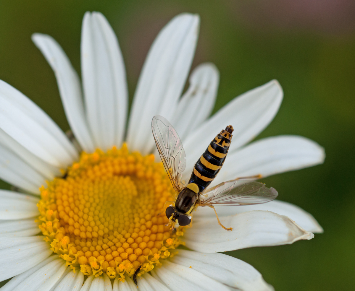 DSC_0047.2.jpg