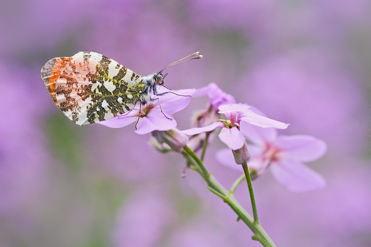 Anthocharis-cardamines-zoog00088_7---Kopie.jpg