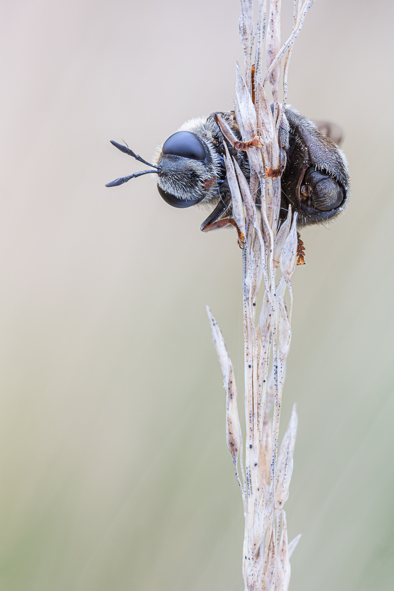 20190516-IMG_4445 ZS 11-b.jpg