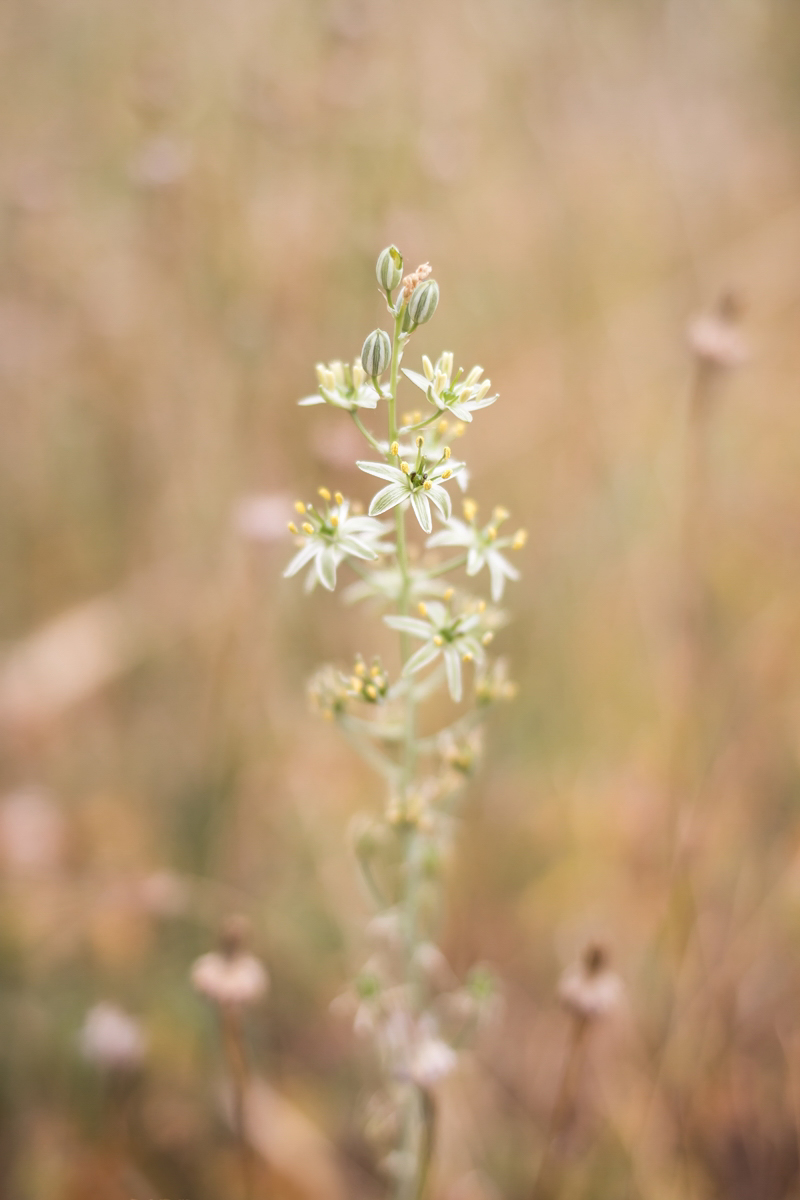 Ornithogalum creticum; Asparagaceae (1).jpg