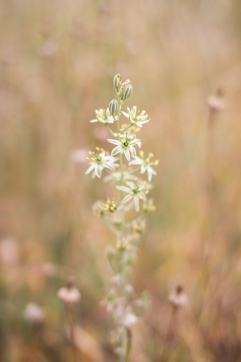 Ornithogalum creticum; Asparagaceae (1b).jpg