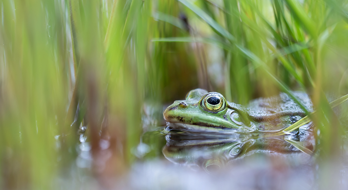 grünfrosch Kopie.jpg