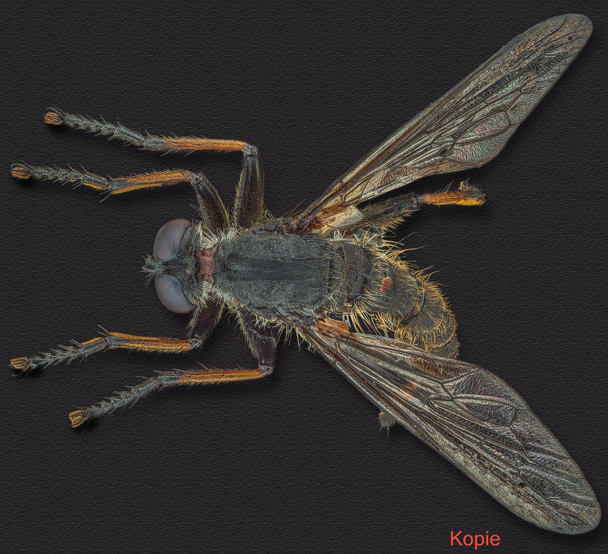 assassin_fly.jpg