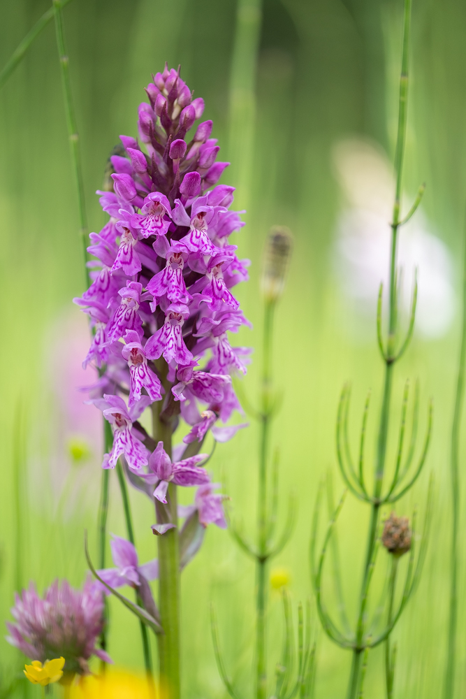 DSF7059_Fuchs_Knabenkraut_Dactylorhiza_fuchsii.jpg