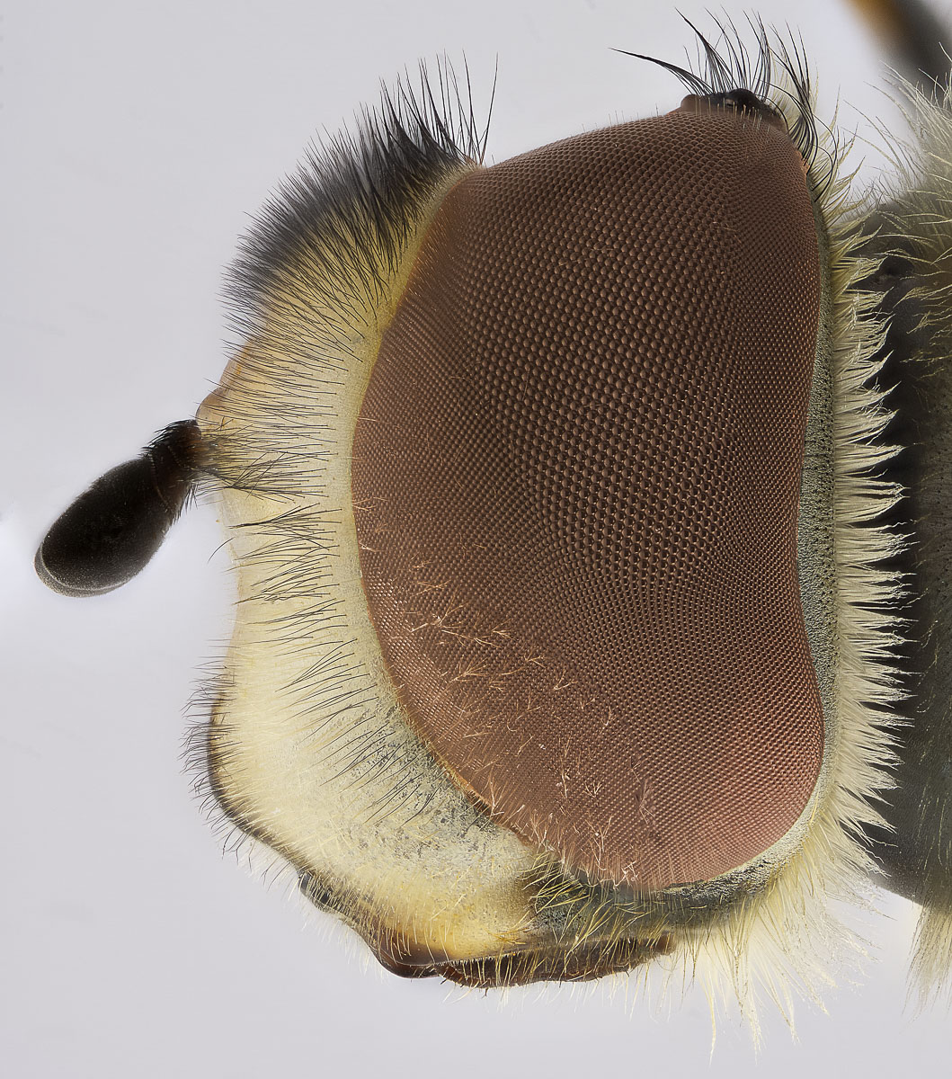 Schwebfliege Kopf Seitlich 5x - 2x Stack je 102st.jpg