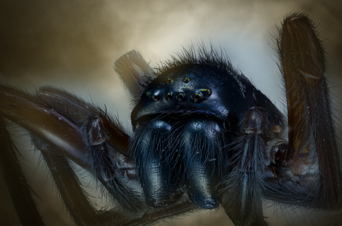 MadSpider (1 von 1).jpg