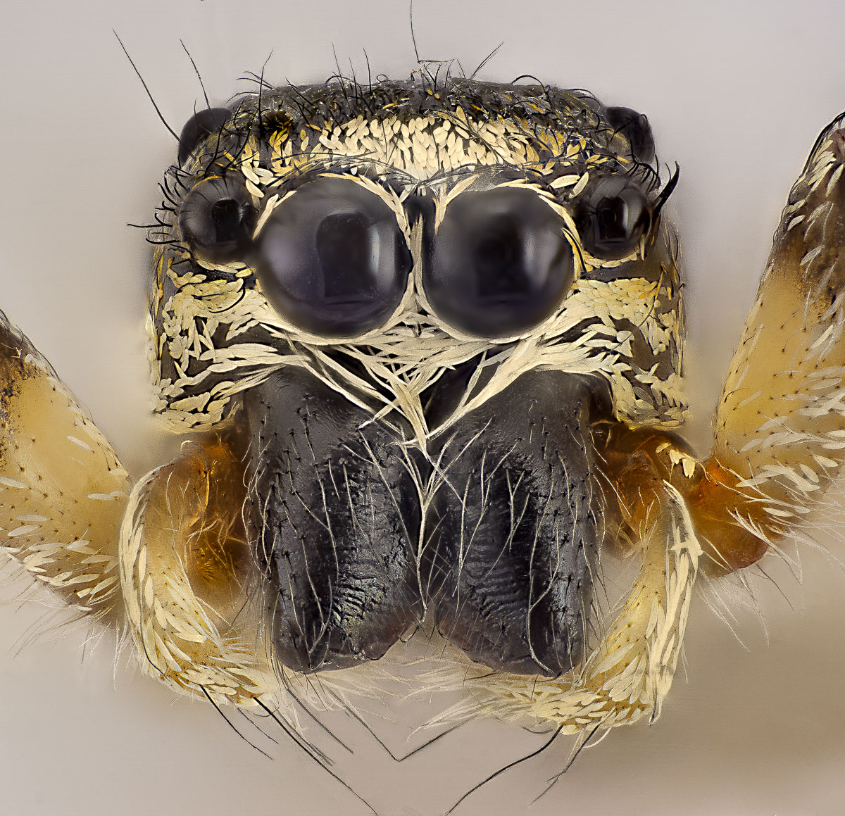 Springspinne Frontal Porträt (1 von 1)-3.jpg