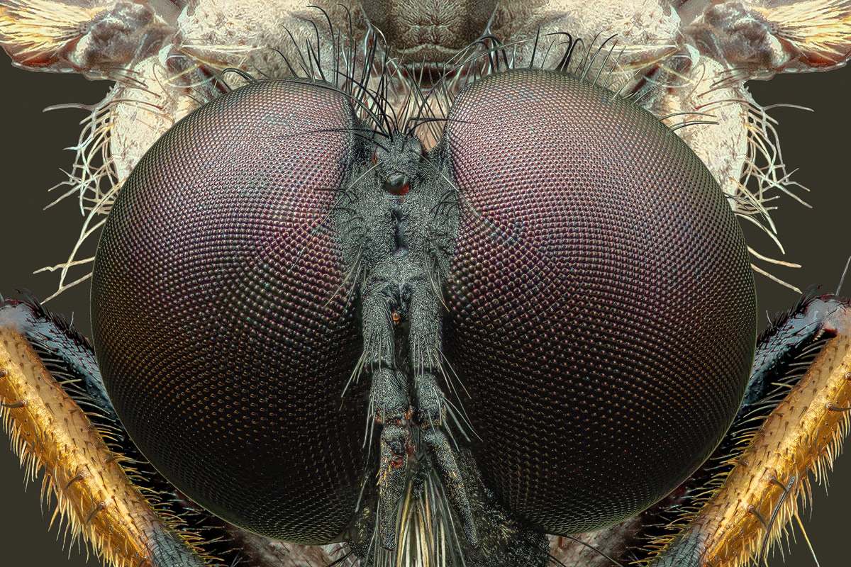 robber_fly_5x_1200.jpg