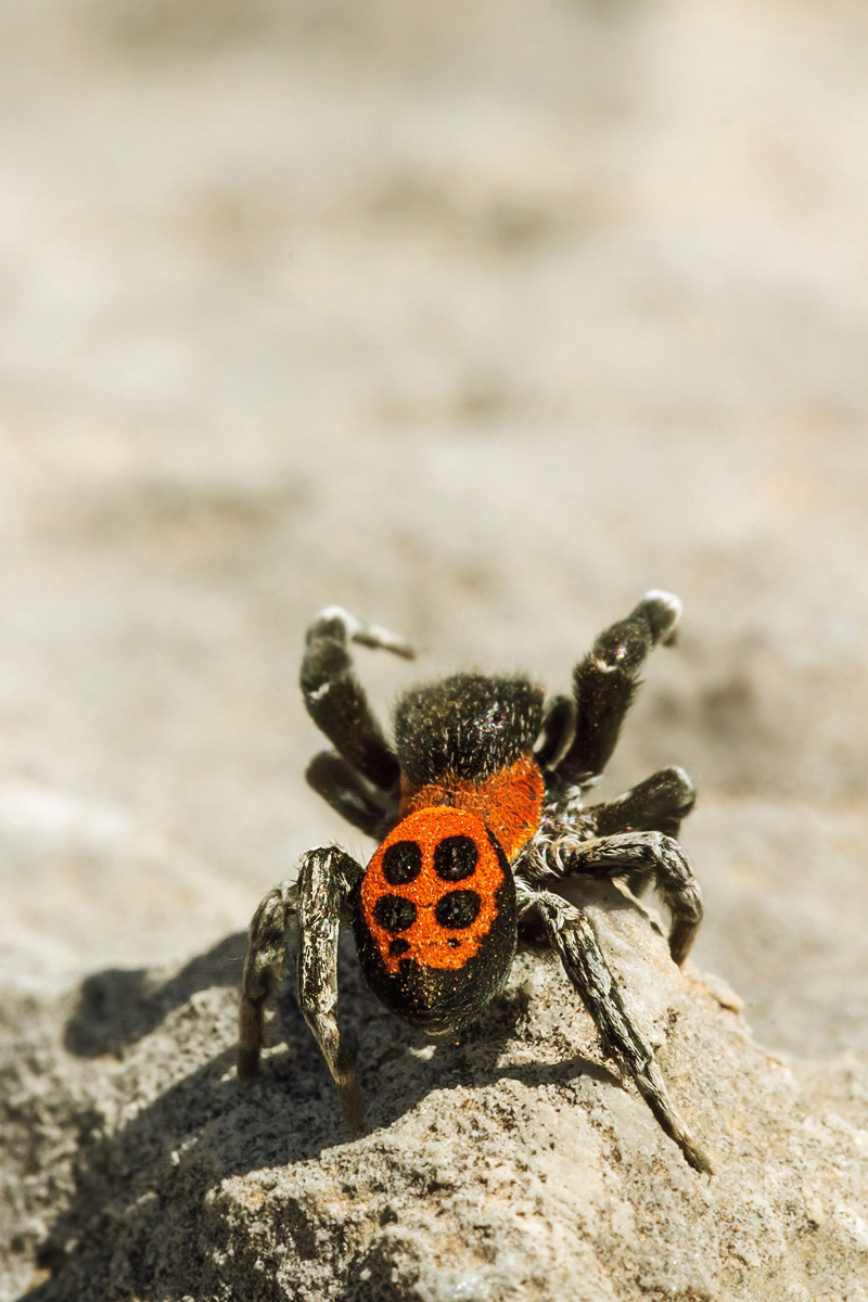 Springspinne Zoniana; Salticidae Spinne (1).jpg
