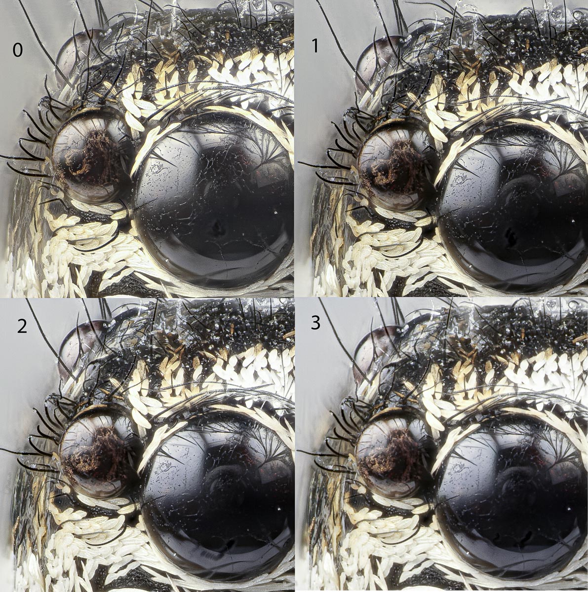 Springspinne Blendentest (1 von 1).jpg