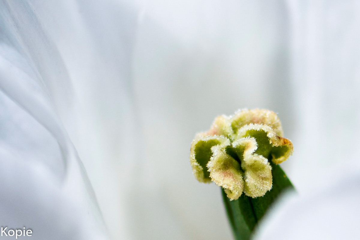 Blüte Kopie UDO (1 von 1).jpg