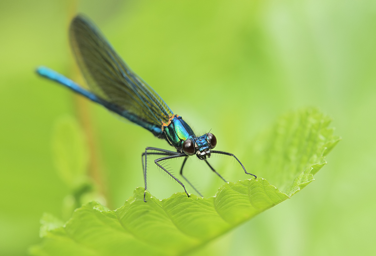 Calopteryx xanthostoma_m_jung_IMG_7385_1200a.jpg