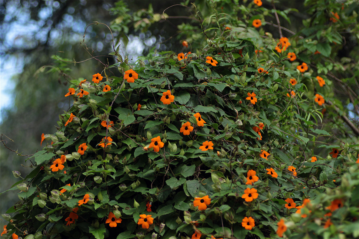 Thunbergia alata habitat full makro.jpg