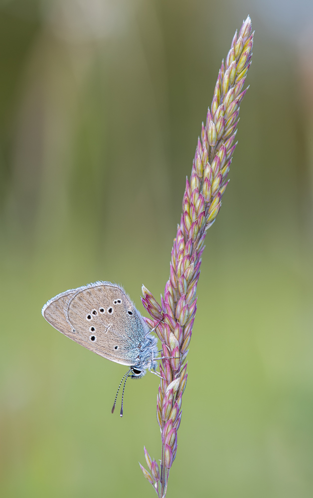IMG_3951---Kopie1200-neat-sharp.jpg