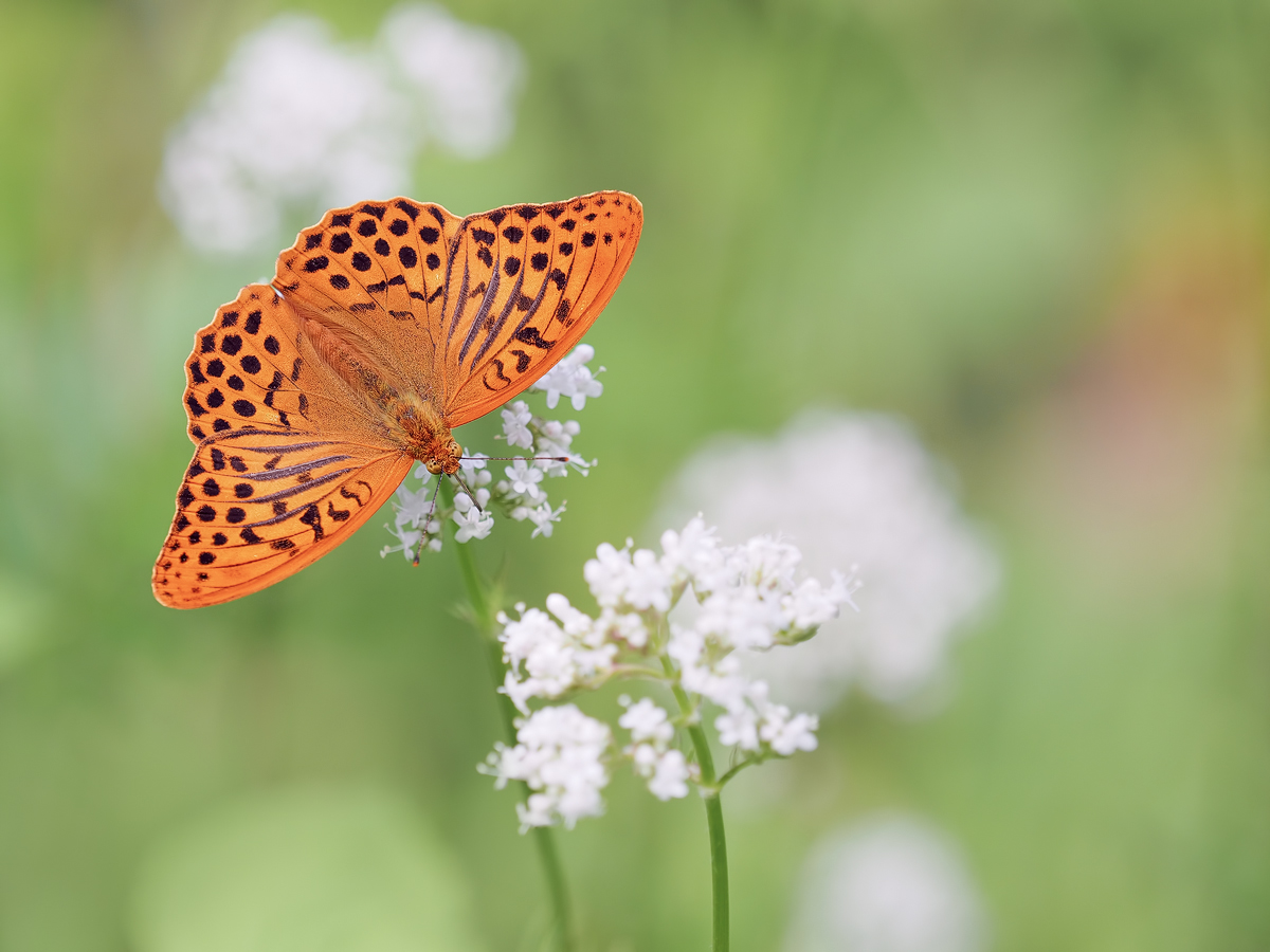 Argynnis-paphia-OOG83789---Kopie.jpg