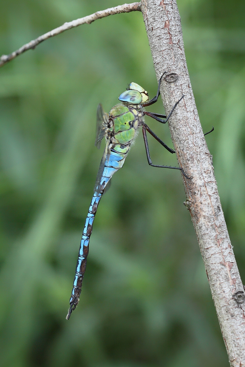 2 Anax Männchen Ruhestellung 3488bweb.jpg