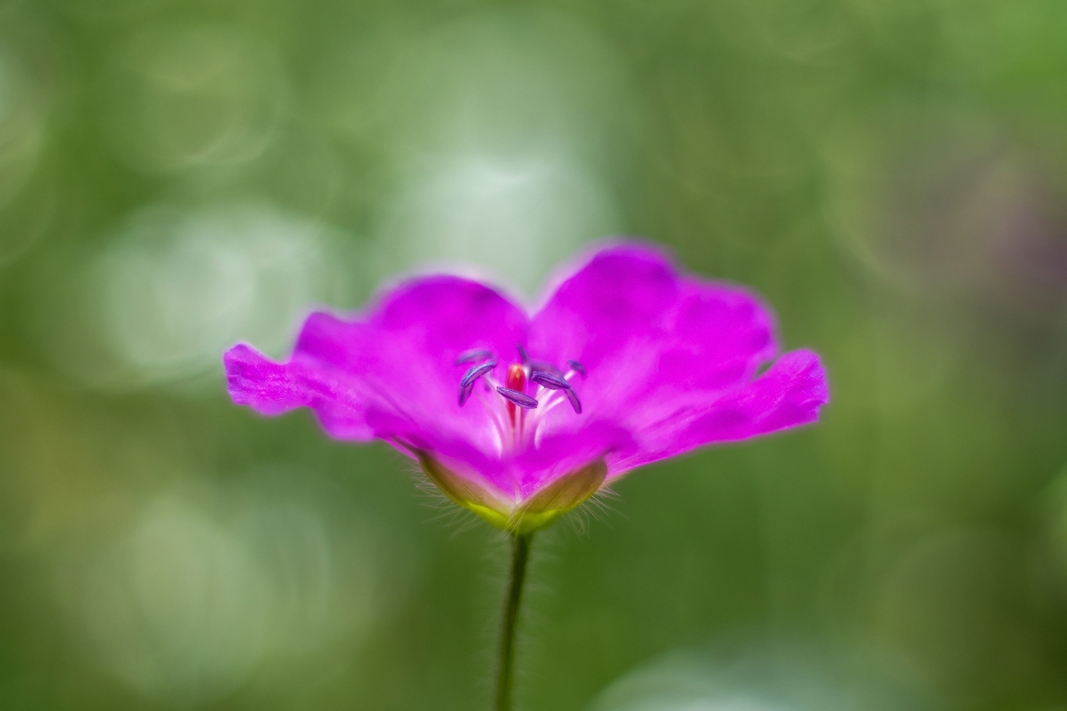 P6010206-1 -verkl.jpg