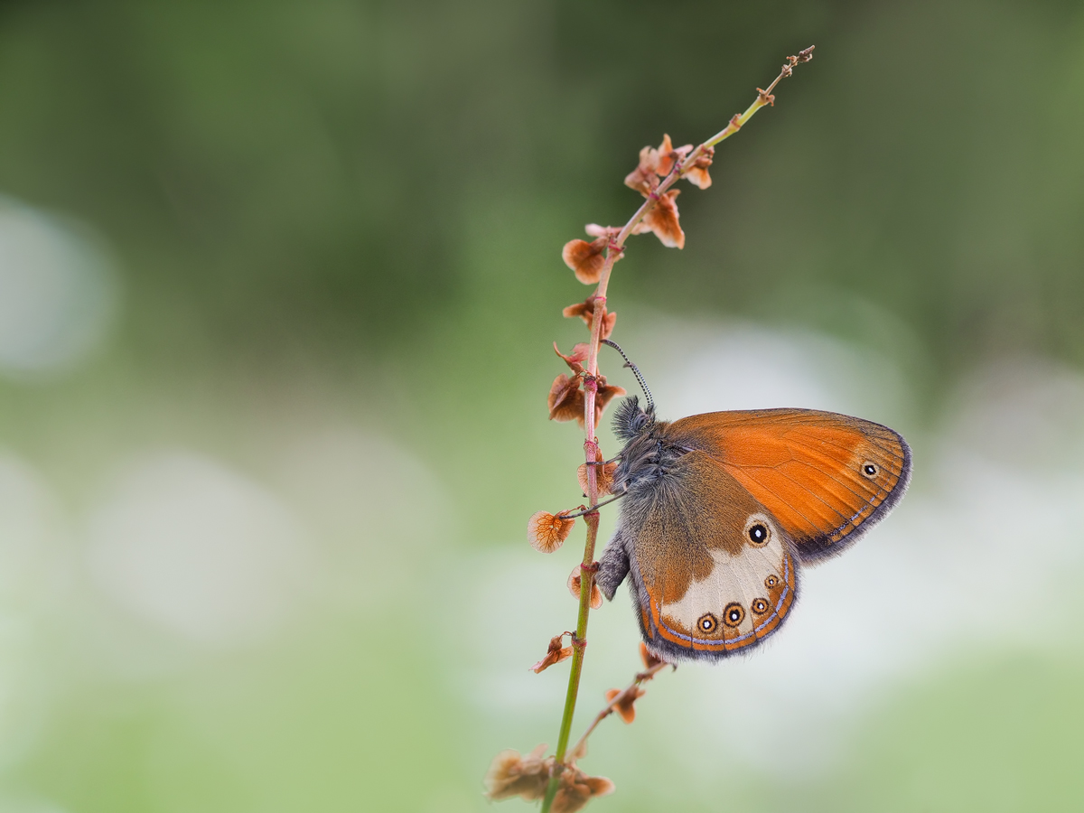 Coenonympha-arcania-OOG31665---Kopie.jpg