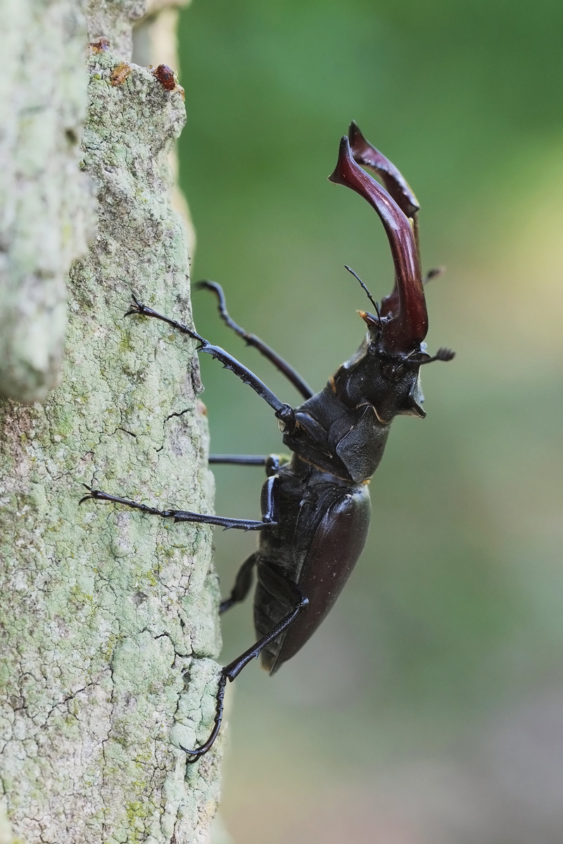 hirsch-22583.jpg