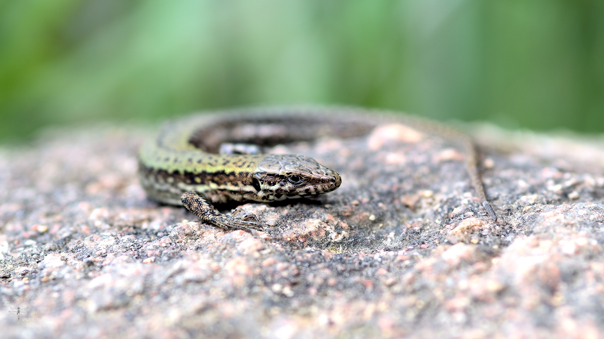 _DSC0035.jpg