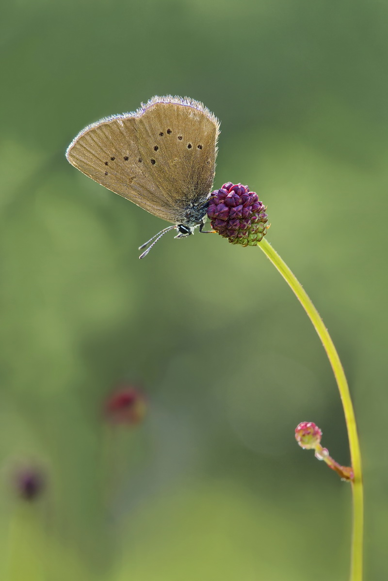DSC09694 Dunkler Wiesenknopf Ameisenbläuling... kl bear.jpg