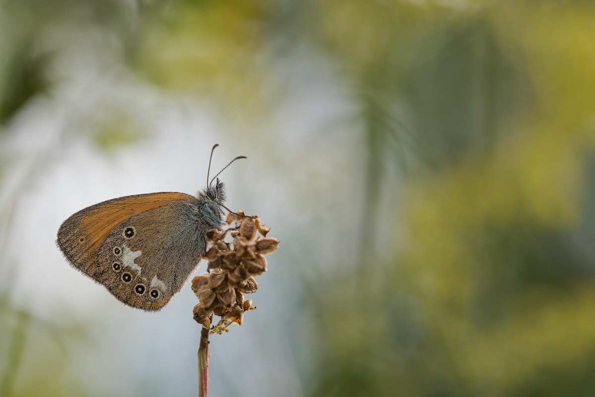 DSC_4234 - Kopie - Kopie - Kopie.jpg