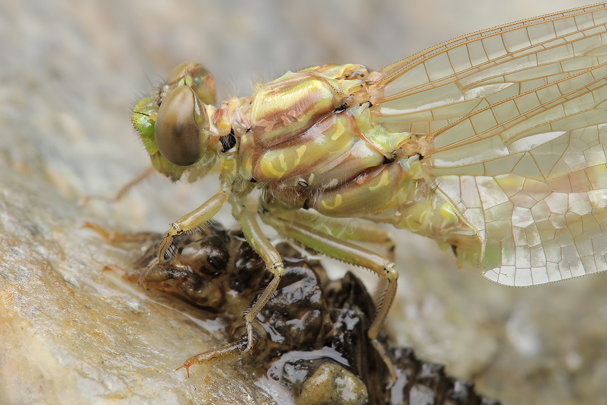 Onychogomphus forcipatus_m_Schlupf_Detail_IMG_7856_1200.jpg