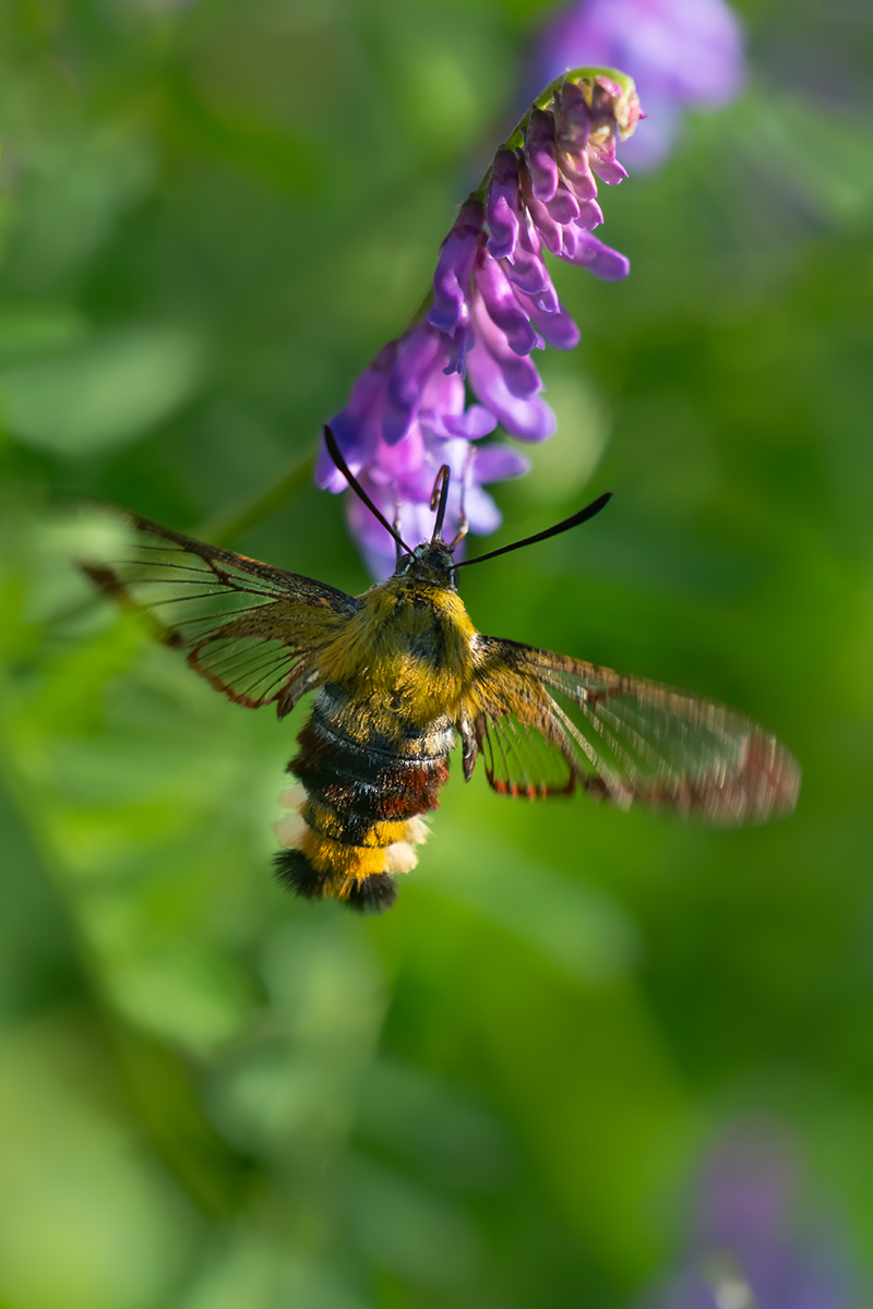 DSC08882.b.kl.jpg