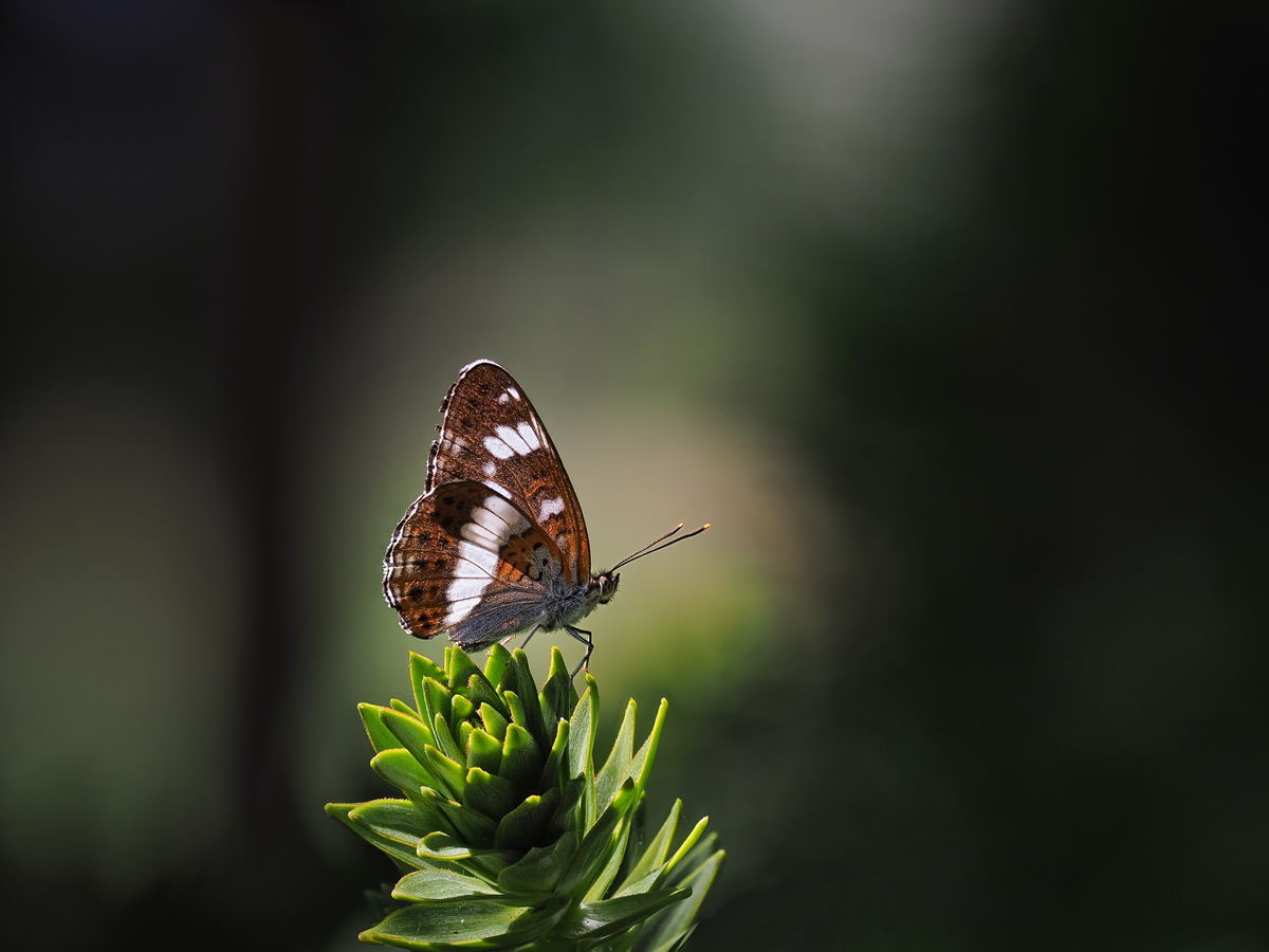 Limenitis-camilla-zoog26872_7---Kopie.jpg