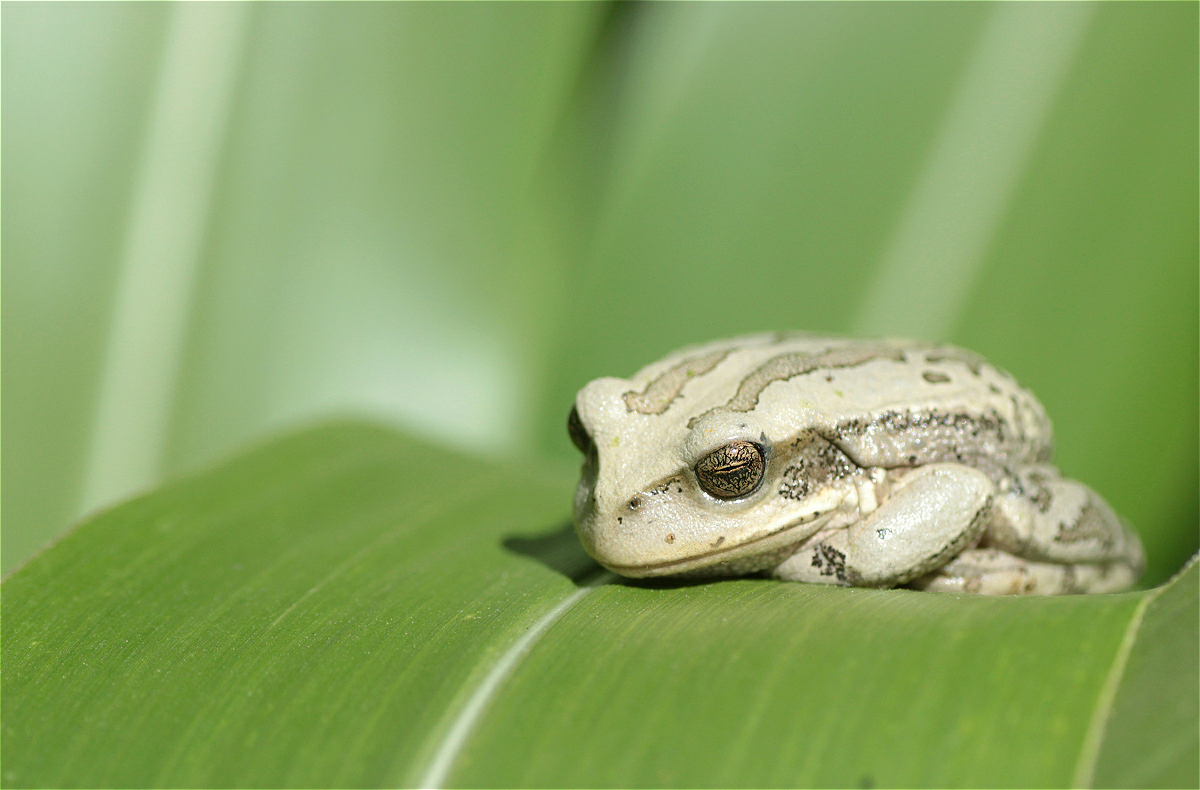 Gastrotheca 4521x2977bmakro.jpg