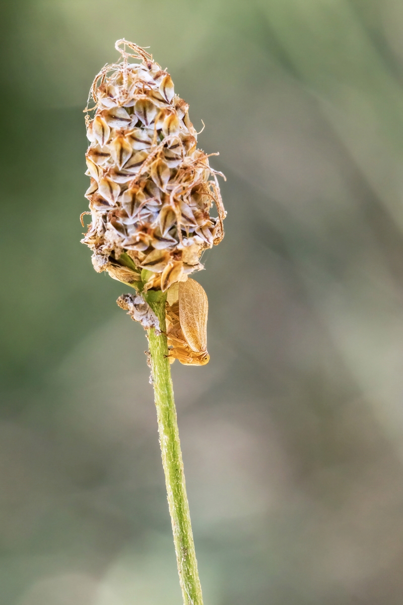 Zikade; Auchenorrhyncha Insekt (1).jpg