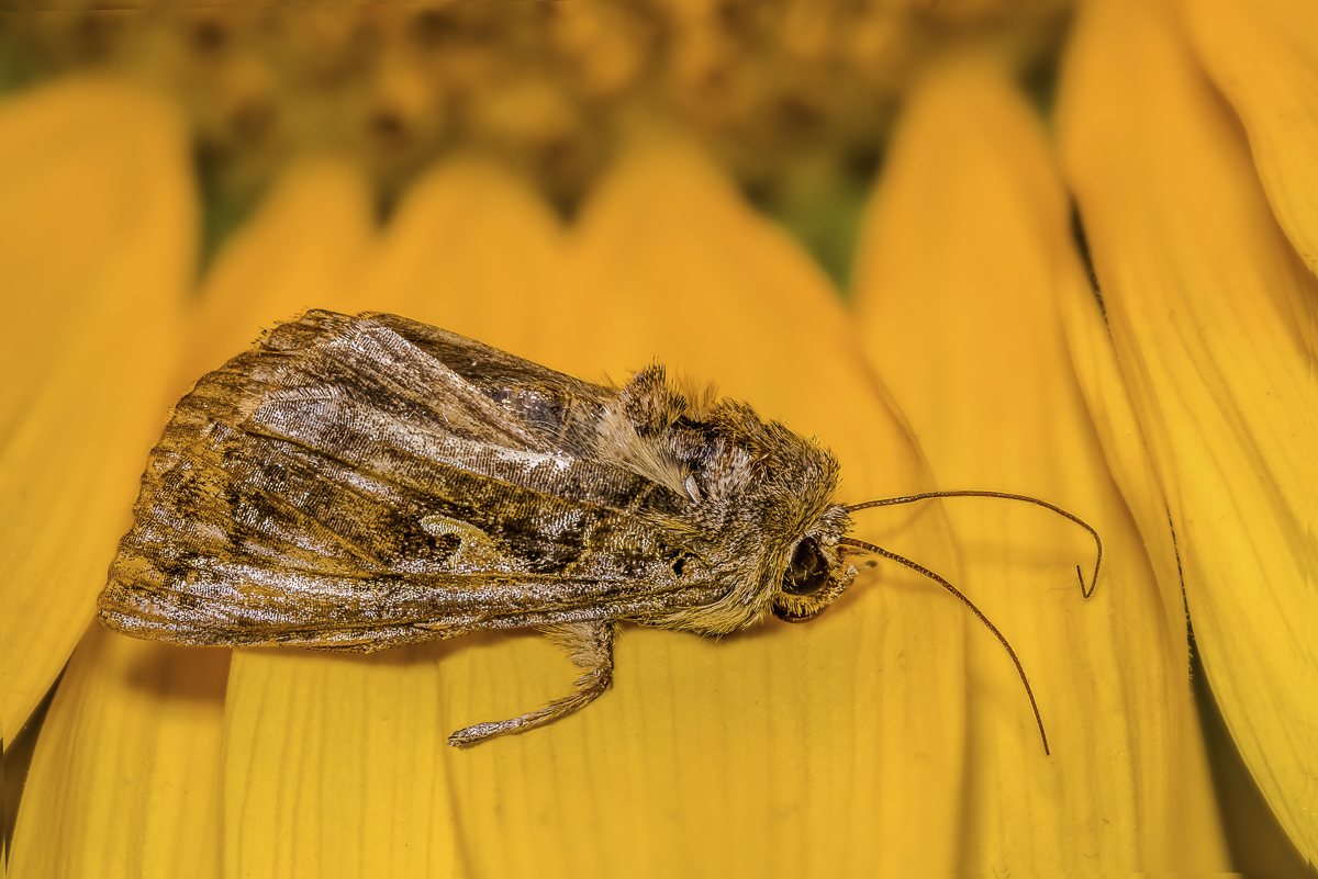 2019-07-13 23-10-12 Nachtfalter bearbeitet.jpg