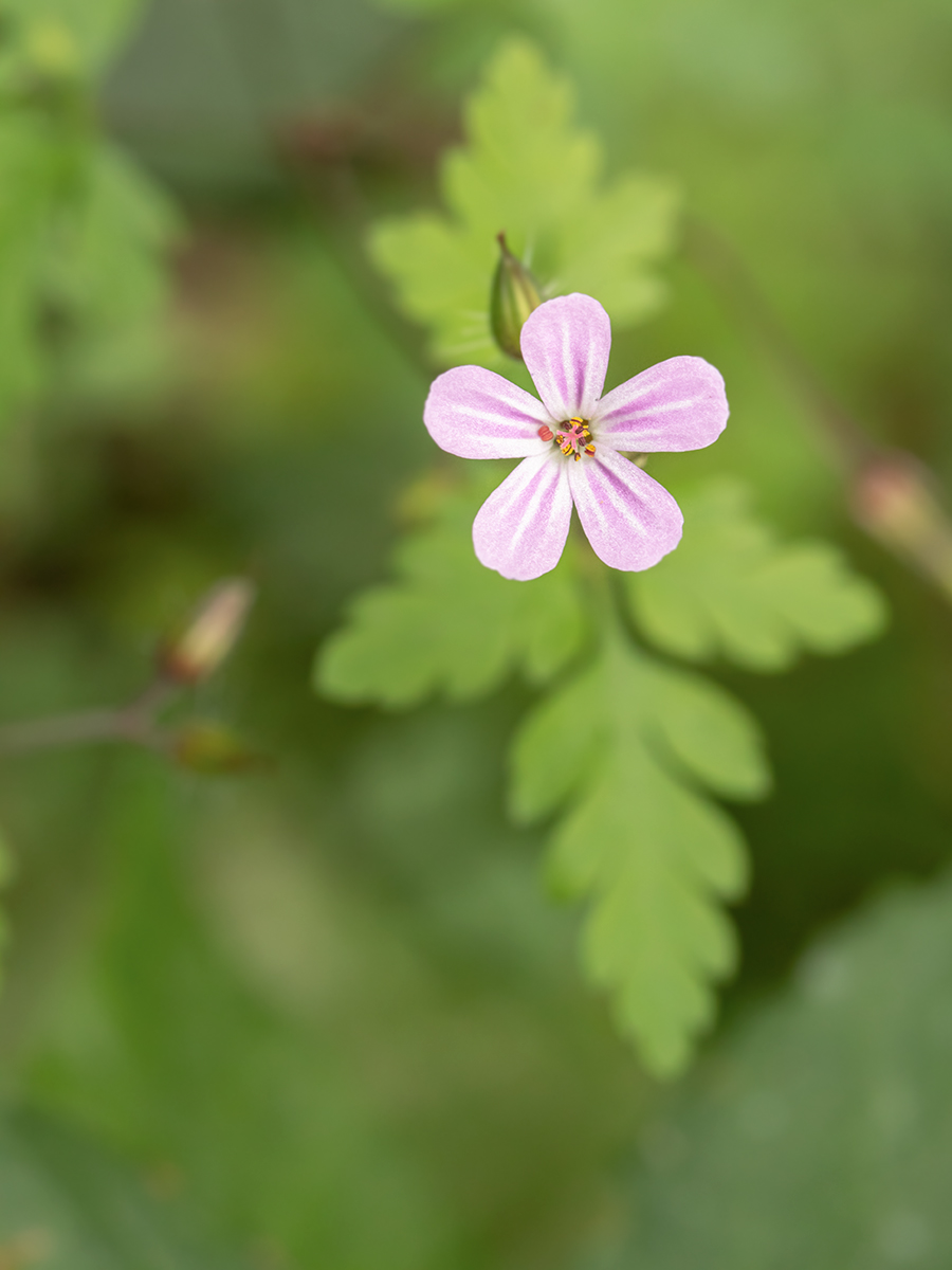 IMG_9274 2 entsättigt.jpg