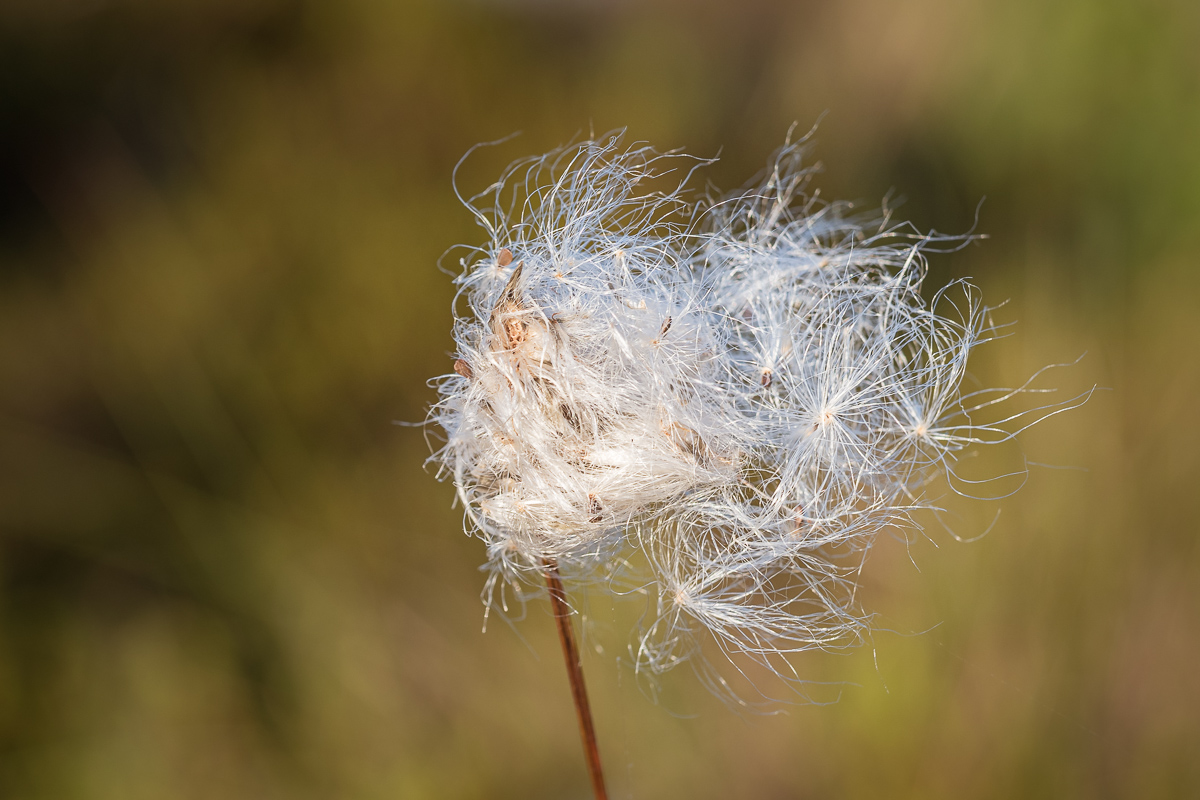 0LY09033-LR-1-2.jpg