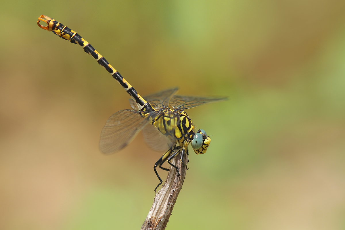 Onychogomphus forcipatus unguiculatus_m_obelisk_IMG_6345_1200.jpg