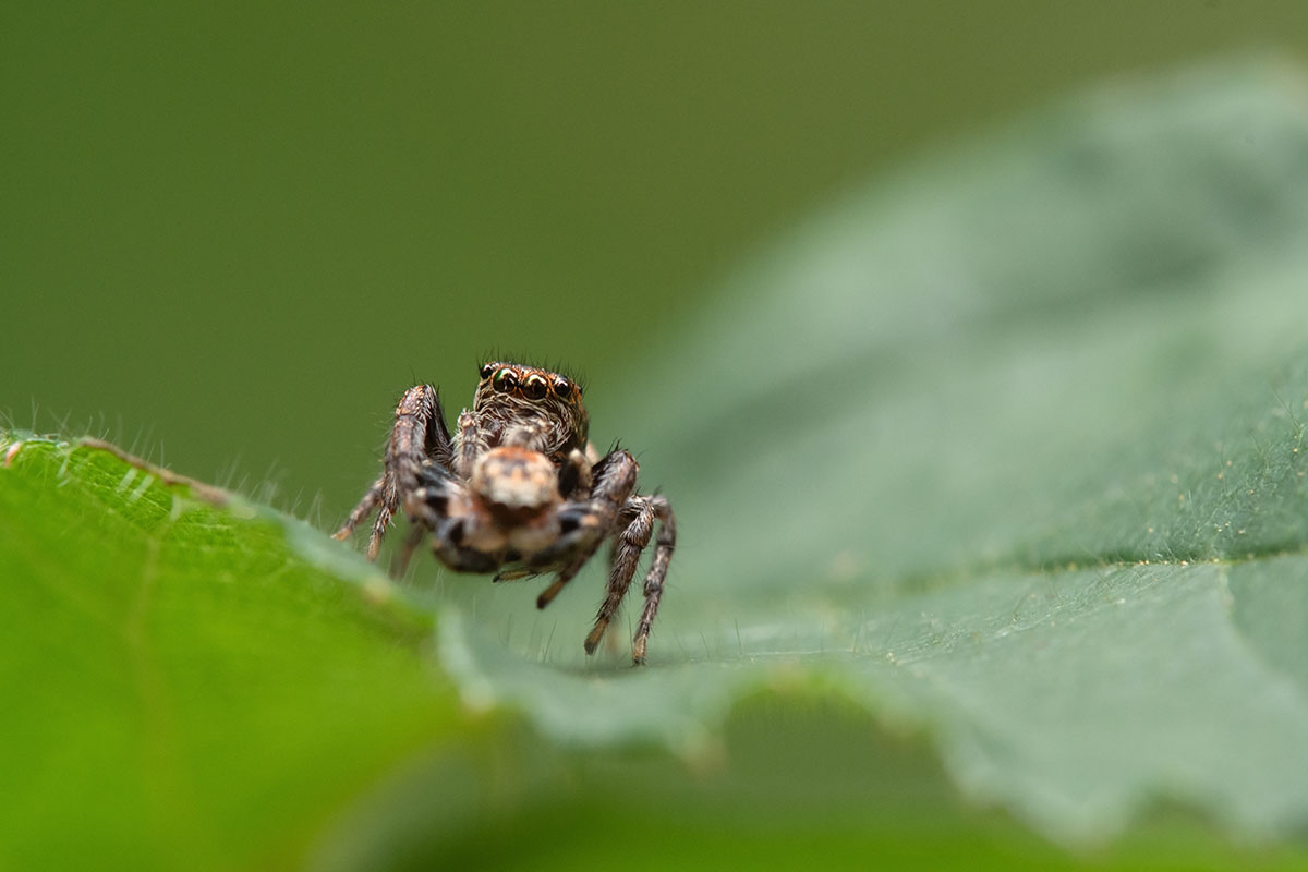Spinne-07-2019.jpg