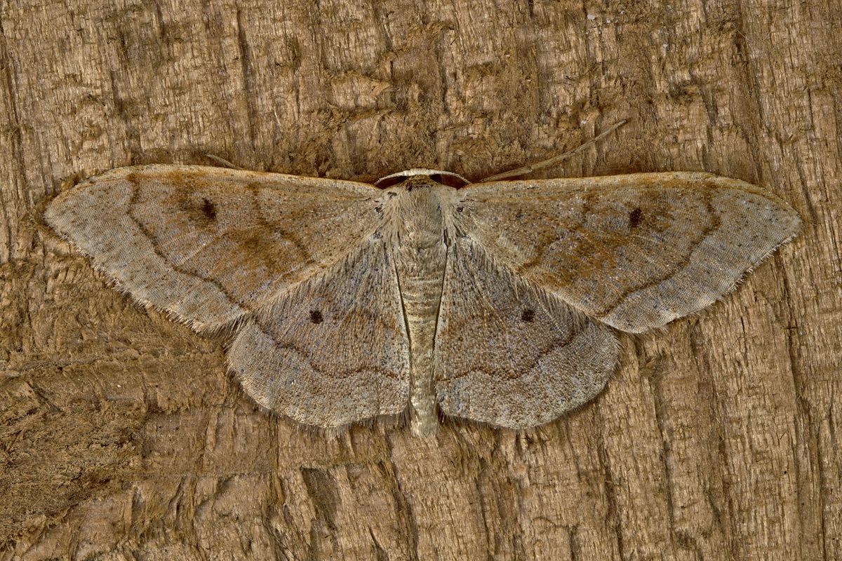 Camouflage III.jpg