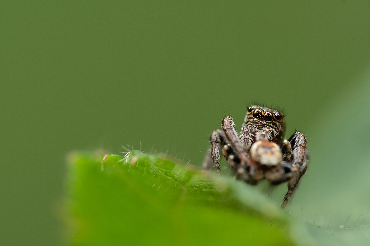 Spinne-07-2019 b.jpg