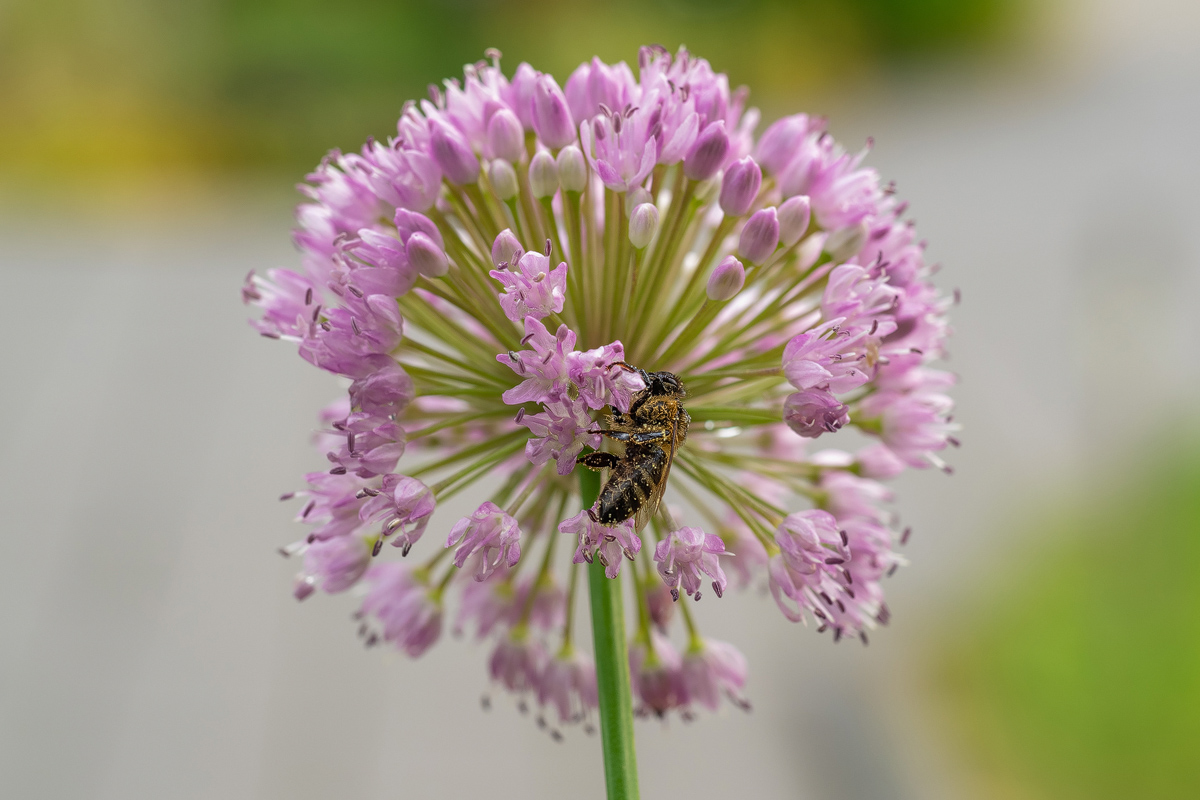 Biene auf Knoblauch-P7270115-1-verkl.jpg