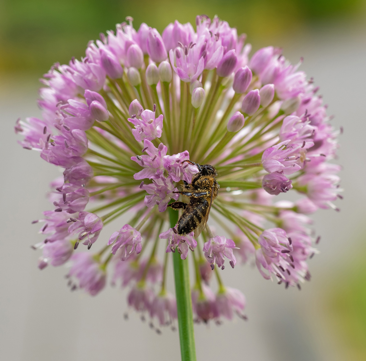 Biene auf Knoblauch-P7270115-1-besch - Kopie.jpg