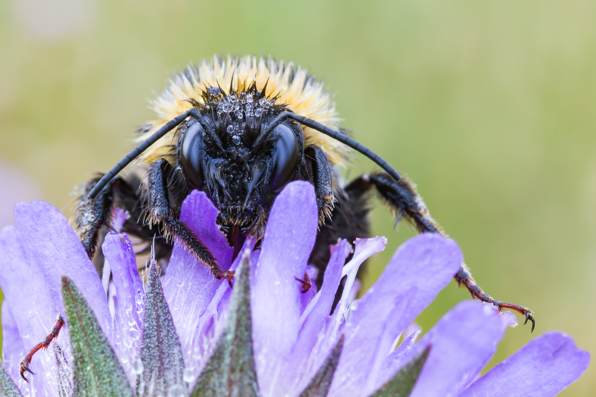 Hummel 27 (1 von 1).jpg