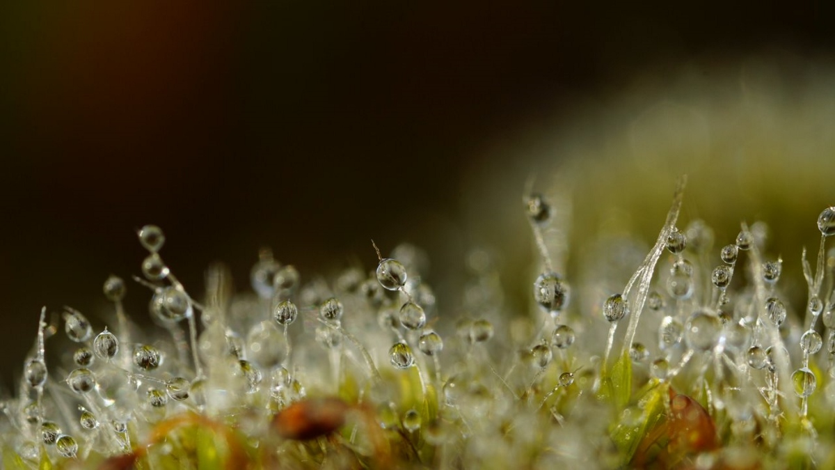 Moos mit Tau (1200x675).jpg