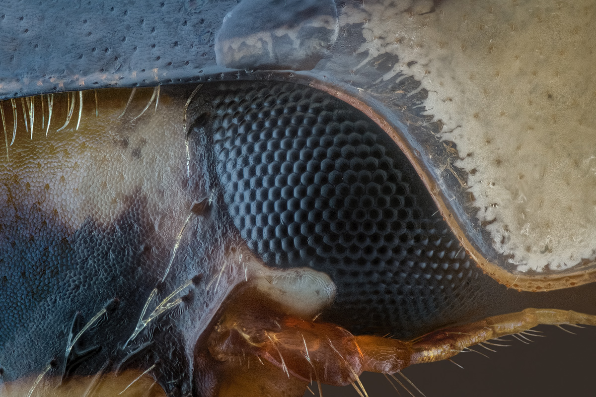 M20_Ladybird.jpg