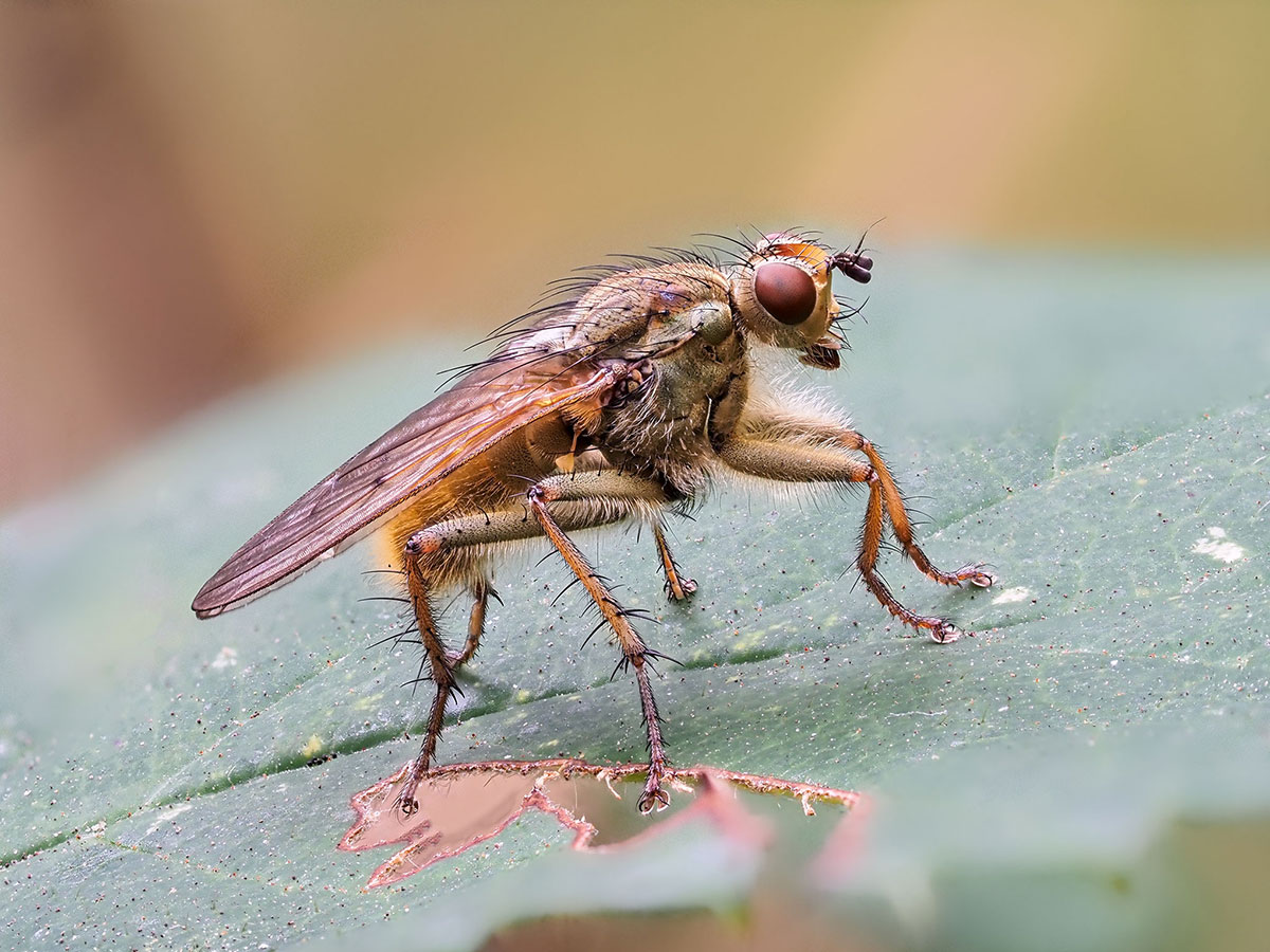 Fliege-11-08-2019-Stack-29er-b.jpg
