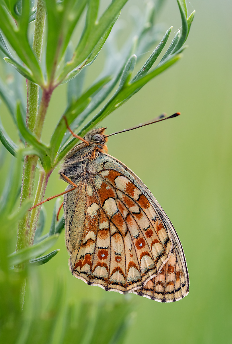 compPerlmuttfalter,grosser29.7.2019StackDSC_6493,6494 - Kopie.jpg