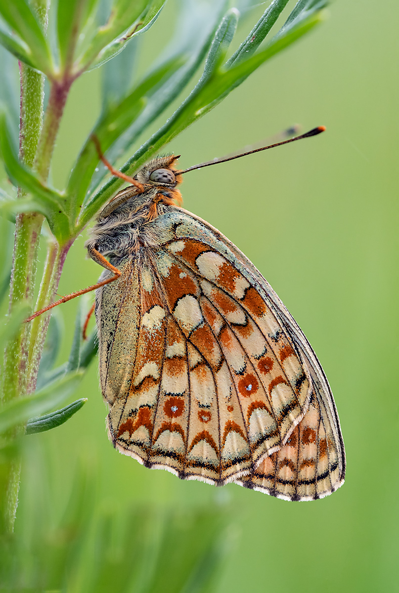 compPerlmuttfalter,grosser29.7.2019StackDSC_6495,6500 - Kopie.jpg