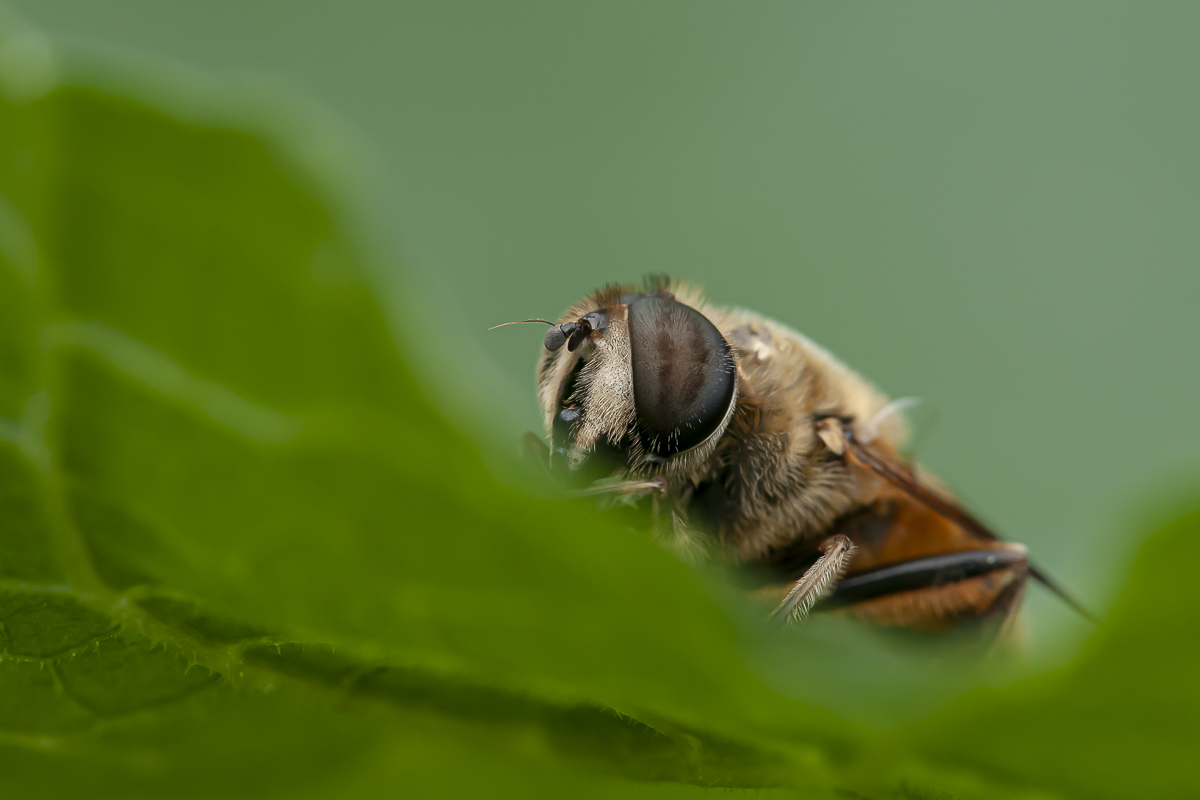 Schwebfliege 1.jpg