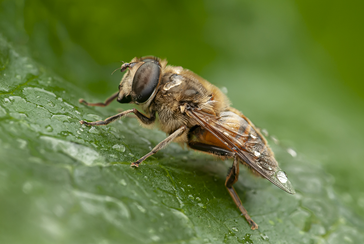 Schwebfliege 3.jpg