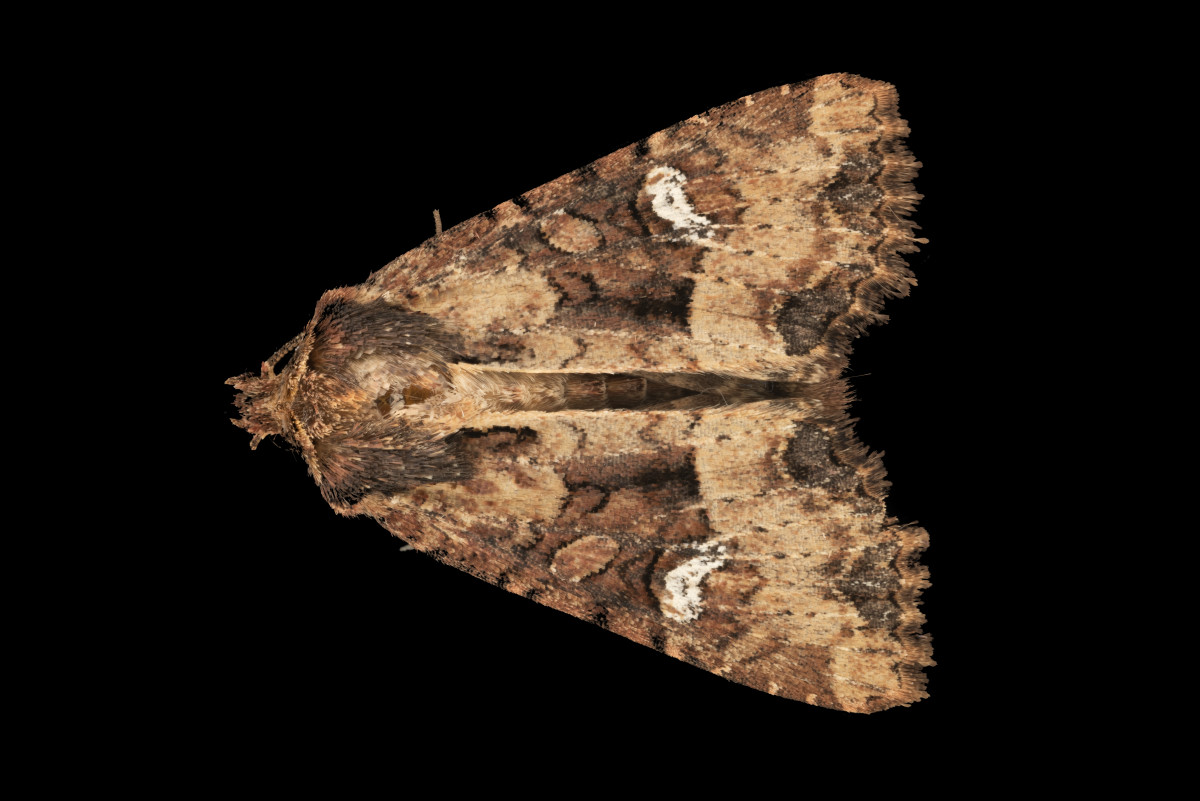 04695_Mesapamea_secalis.JPG